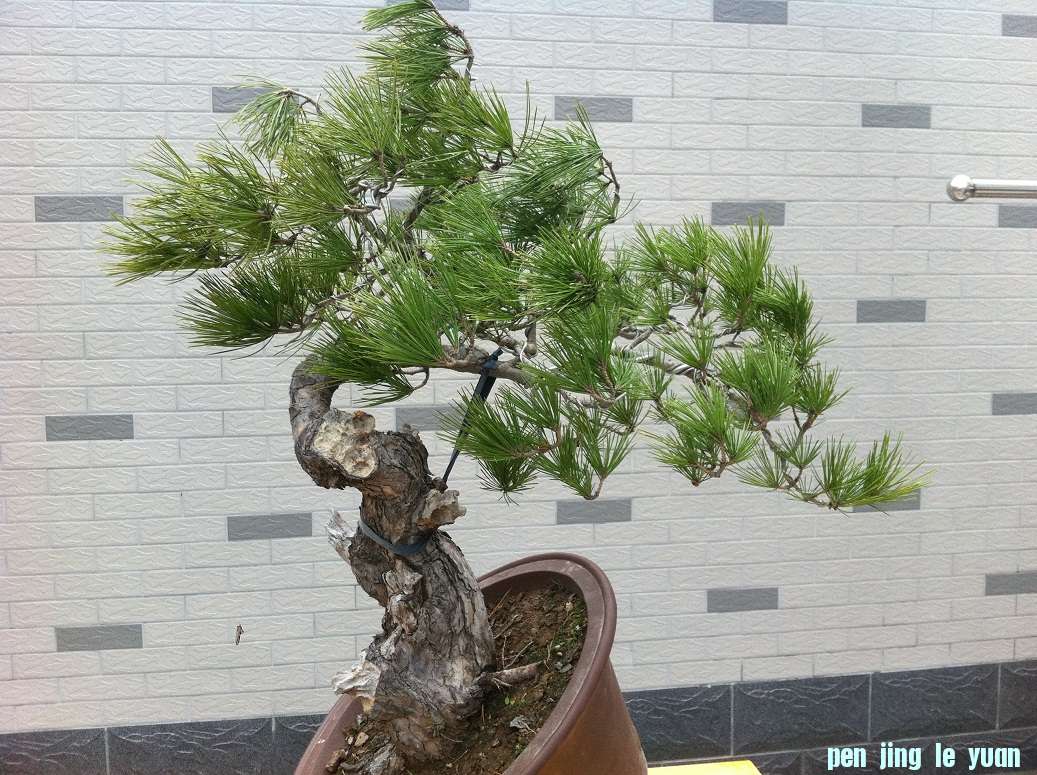 201211250.2.JPG