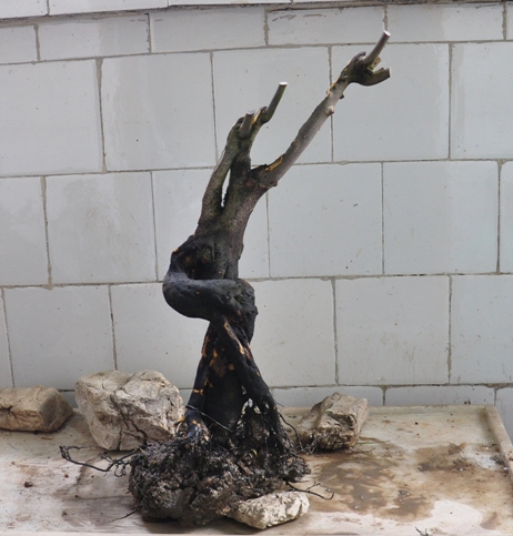 DSC_0147.JPG