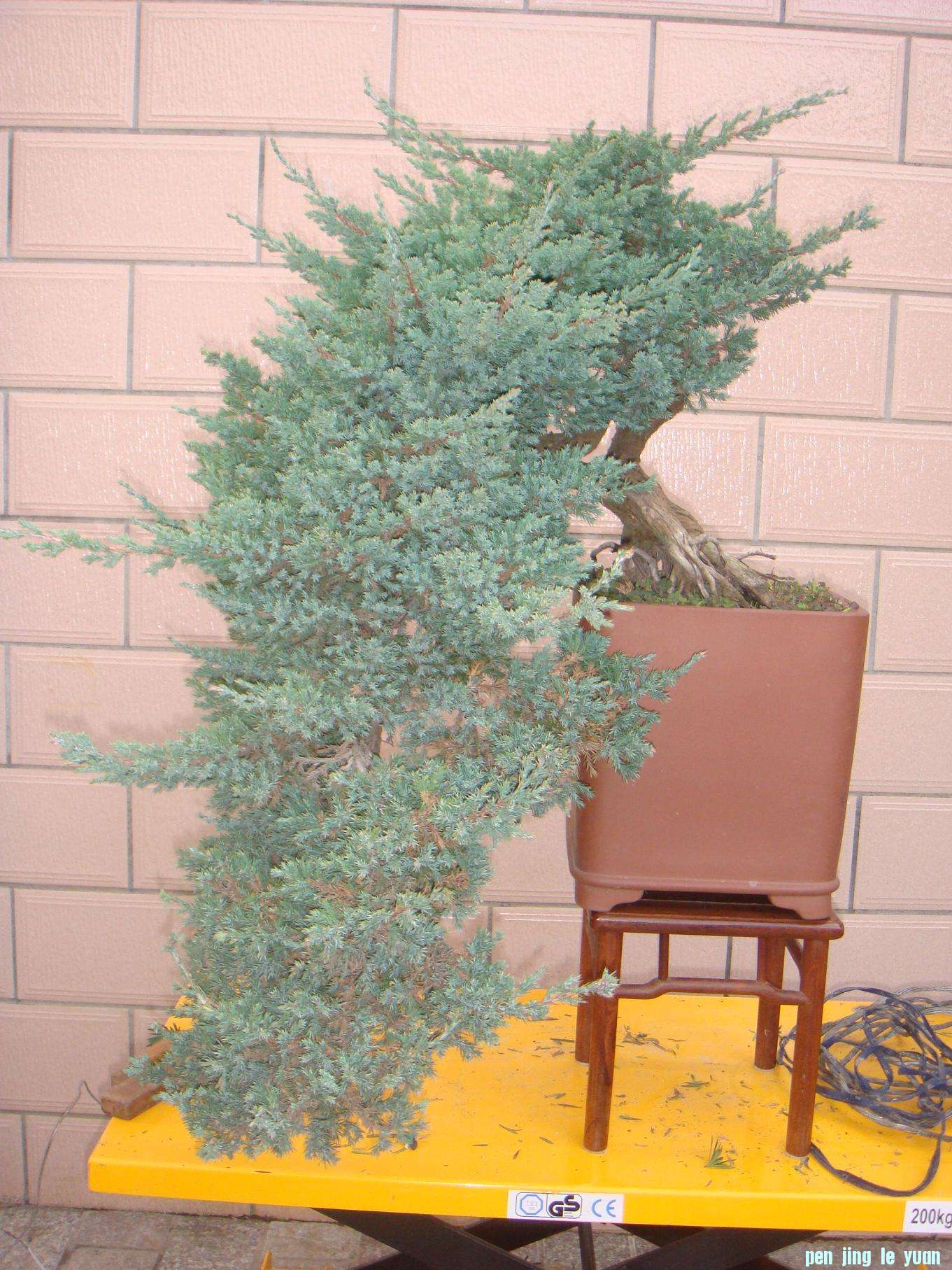 DSC01336.JPG