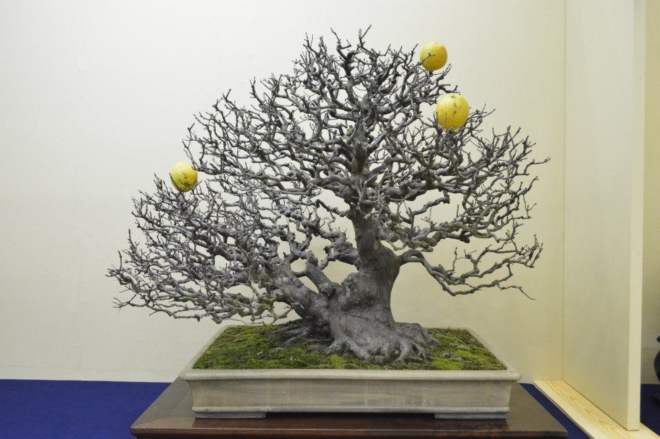 Taikan Ten 2012 045.jpg
