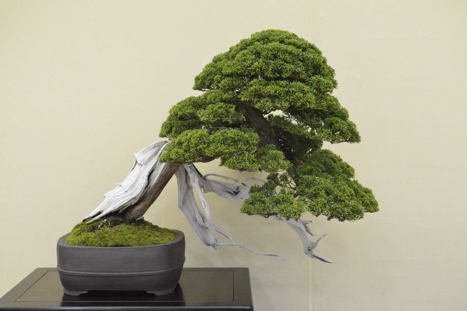 Taikan Ten 2012 002.jpg