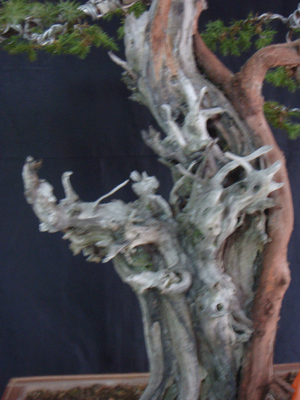 DSC06466.gif