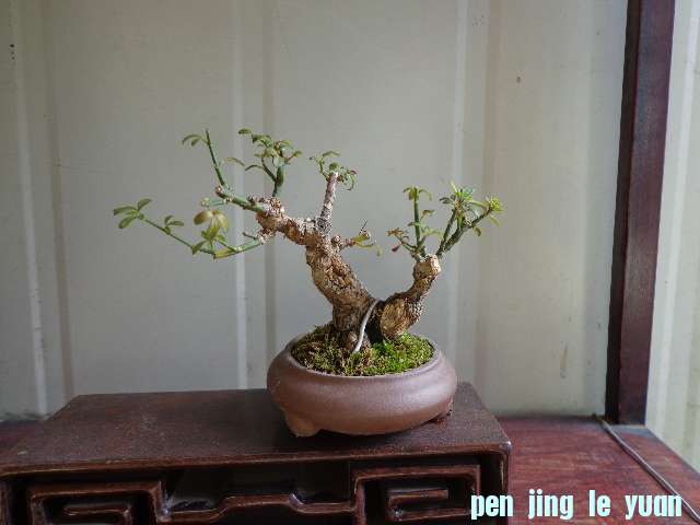 DSC00068.JPG