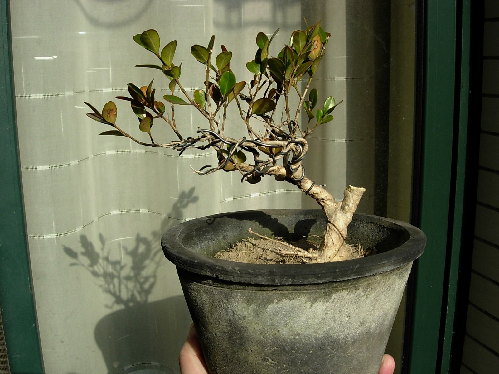 DSCN8685_conew1.jpg