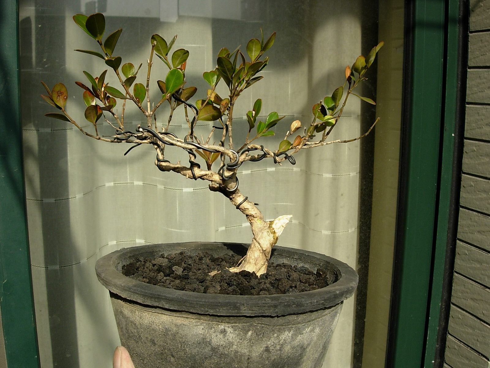 DSCN8696_conew1.jpg