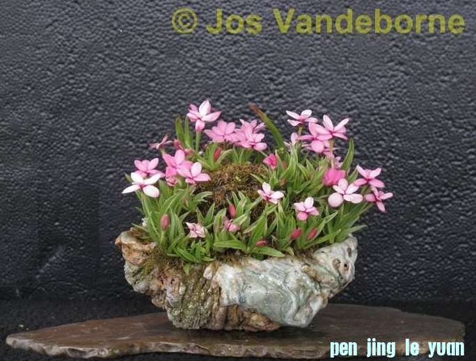 Accent van de maand januari 2011 Rhodohypoxis Jos Vandeborne.jpg