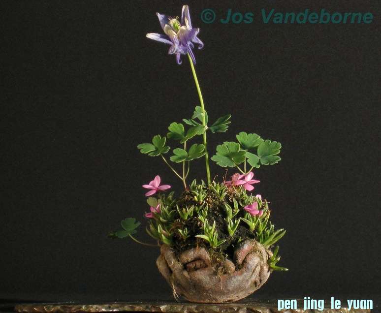 Accent van de maand juli 2011 Mix Rhodohypoxis en Aquilegia Jos Vandeborne.jpg