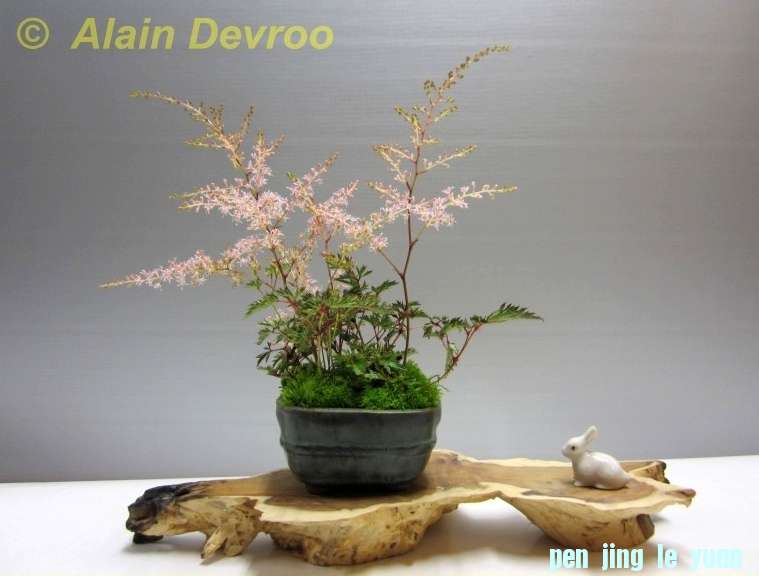 Accent van de maand juli 2012 Astilbe Alain Devroo.jpg