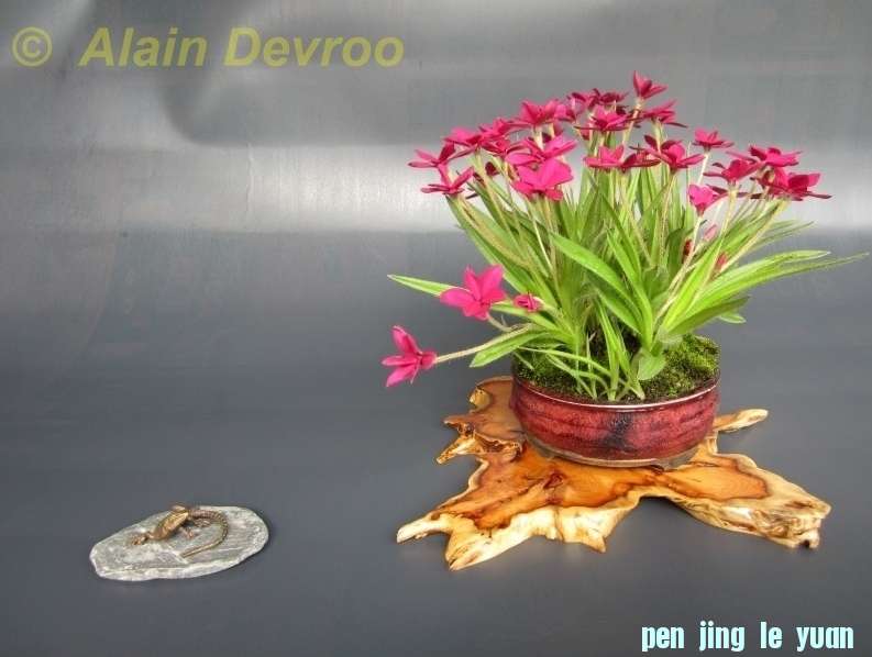 Accent van de maand juni 2012 Rhodohypoxis Alain Devroo.jpg