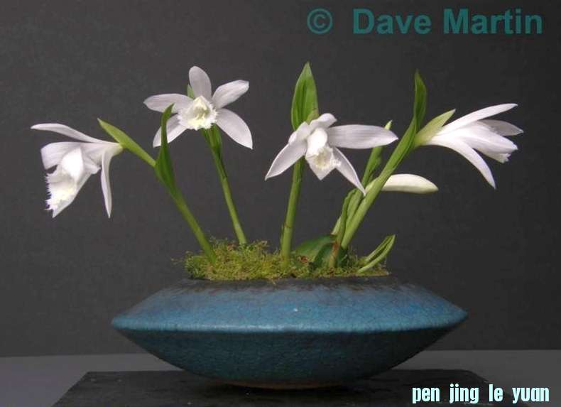 Accent van de maand maart 2010 Pleione Dave Martin.jpg