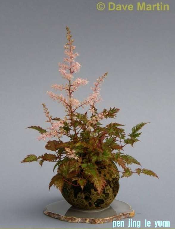 Accent van de maand september 2009 Astilbe Dave Martin.jpg