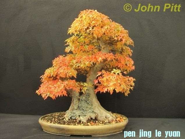 Acer buergerianum John Pitt.jpg