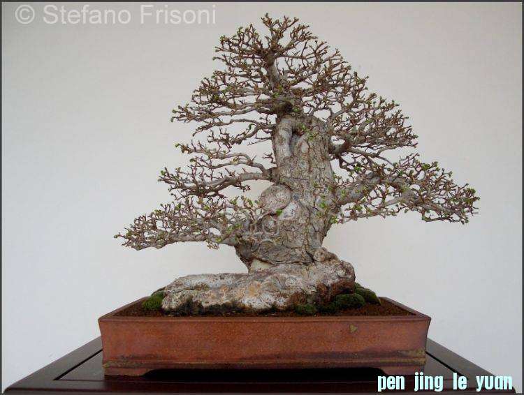 Ulmus procera Stefano Frisoni (1).jpg