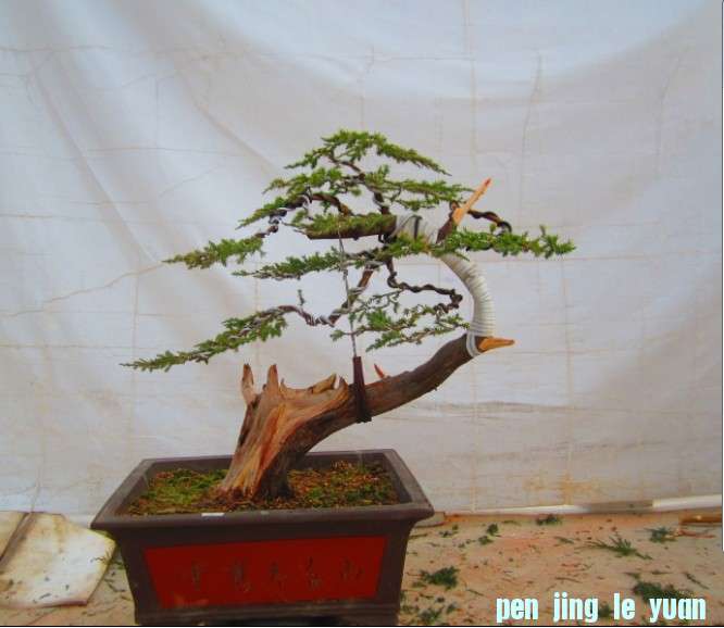 ZQ1HZV3WN1QIAD]%T898$`H.jpg