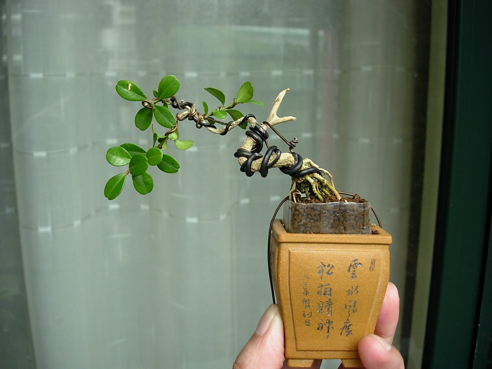 DSCN8520_conew1.jpg