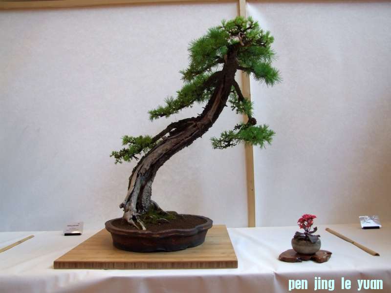 Bonsai Club Trophy  @ Veyrier Geneve april 2012  (28).jpg