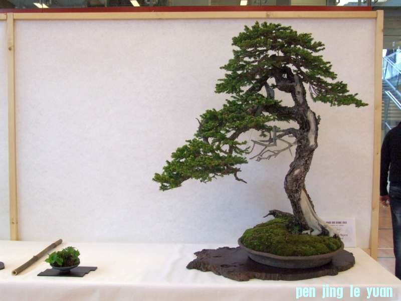 Bonsai Club Trophy  @ Veyrier Geneve april 2012  (39).jpg