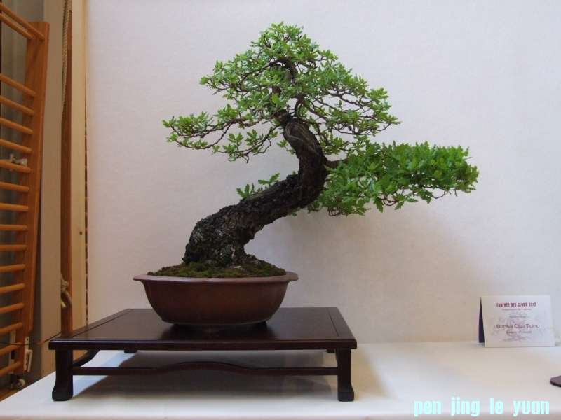 Bonsai Club Trophy  @ Veyrier Geneve april 2012  (55).jpg