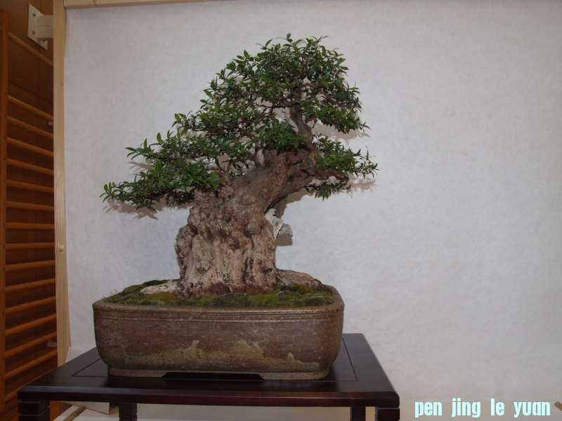 Bonsai Club Trophy  @ Veyrier Geneve april 2012  (78).jpg