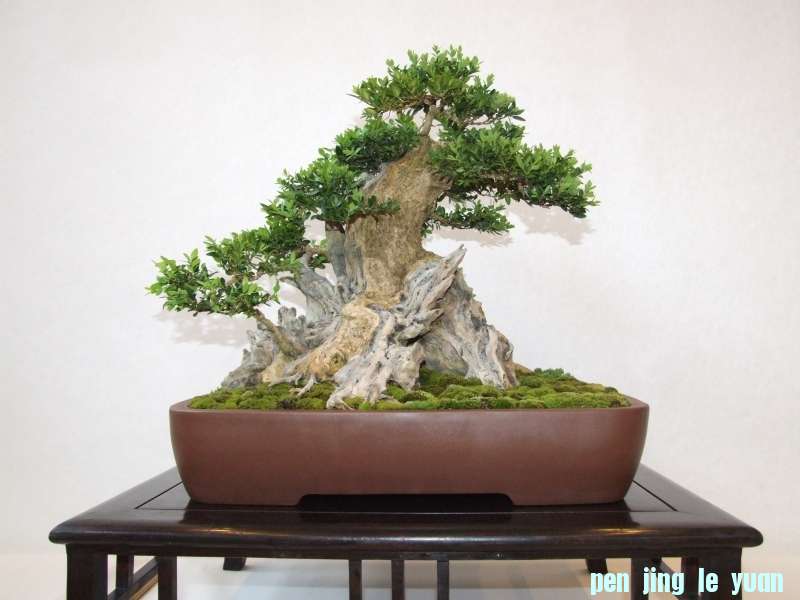 Bonsai Club Trophy  @ Veyrier Geneve april 2012  (82).jpg