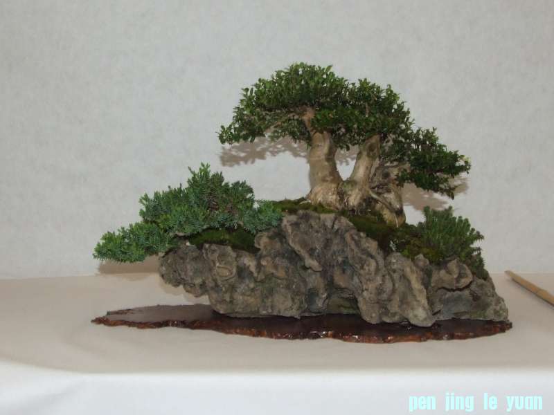 Bonsai Club Trophy  @ Veyrier Geneve april 2012  (87).jpg