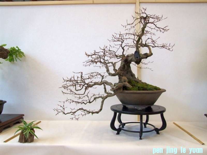 Bonsai Club Trophy  @ Veyrier Geneve april 2012  (89).jpg