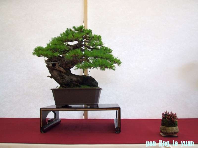 Bonsai Club Trophy  @ Veyrier Geneve april 2012  (104).jpg