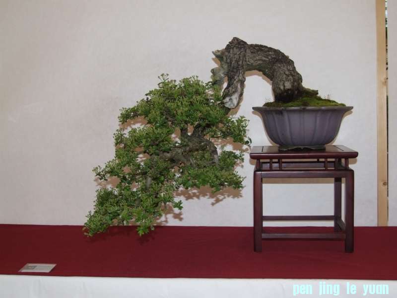 Bonsai Club Trophy  @ Veyrier Geneve april 2012  (108).jpg