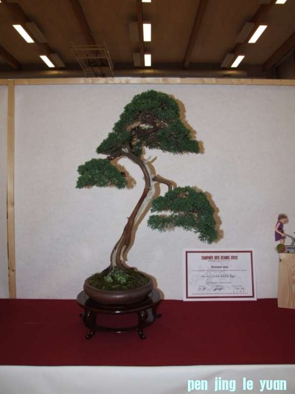 Bonsai Club Trophy  @ Veyrier Geneve april 2012  (114).jpg