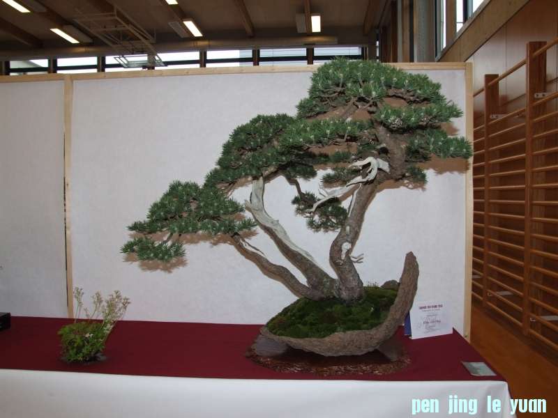 Bonsai Club Trophy  @ Veyrier Geneve april 2012  (130).jpg