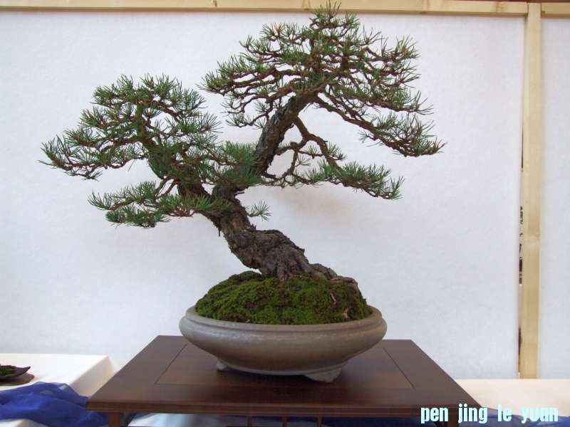 Bonsai Club Trophy  @ Veyrier Geneve april 2012  (171).jpg
