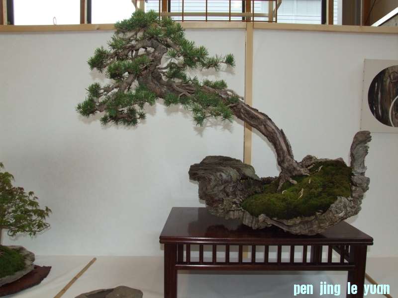 Bonsai Club Trophy  @ Veyrier Geneve april 2012  (200).jpg