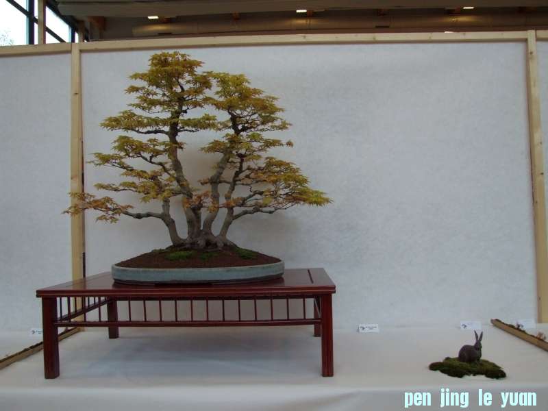 Bonsai Club Trophy  @ Veyrier Geneve april 2012  (218).jpg