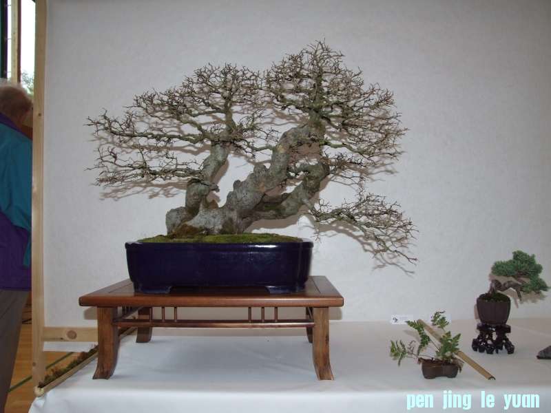 Bonsai Club Trophy  @ Veyrier Geneve april 2012  (247).jpg