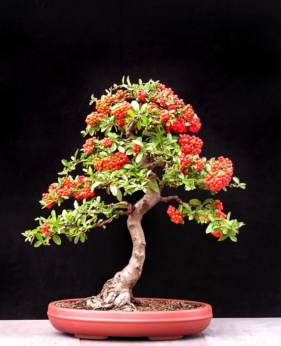 BWPyracantha4.05.jpg