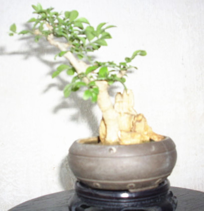 18cm