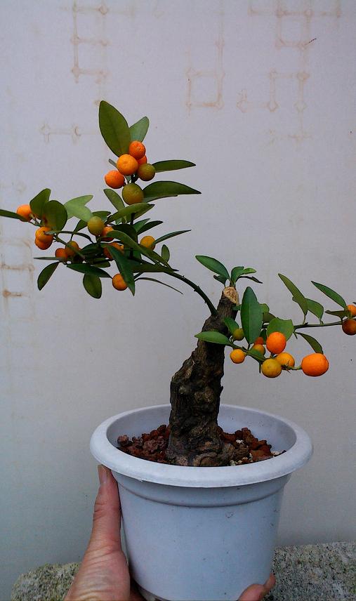IMG1212144400.jpg