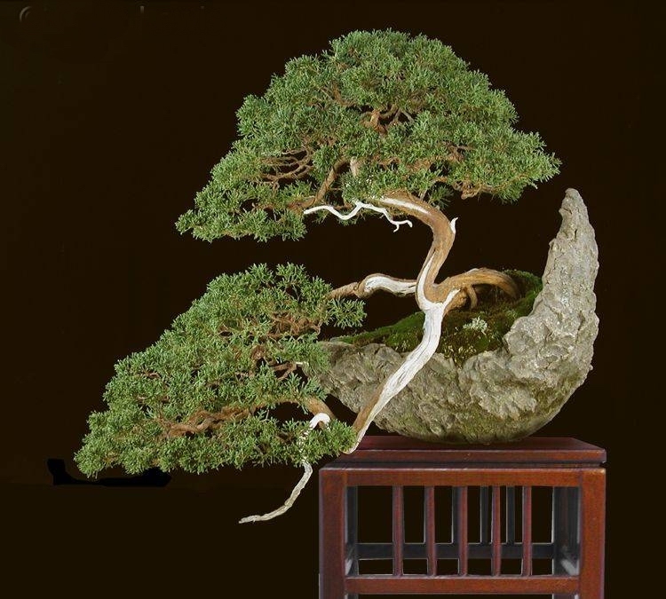 Shimpaku Juniperus Colin Lewis.jpg