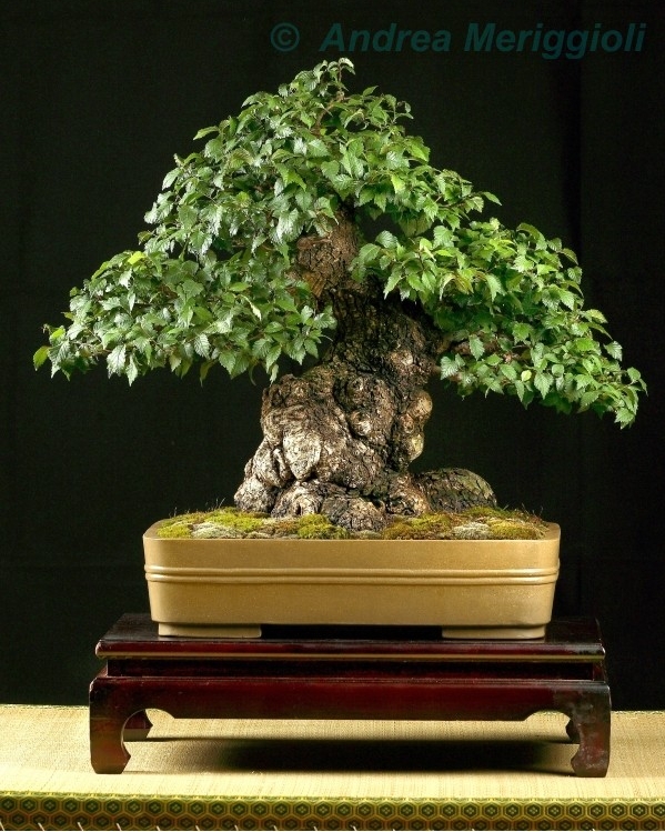 Ulmus campestris Andrea Meriggioli.jpg