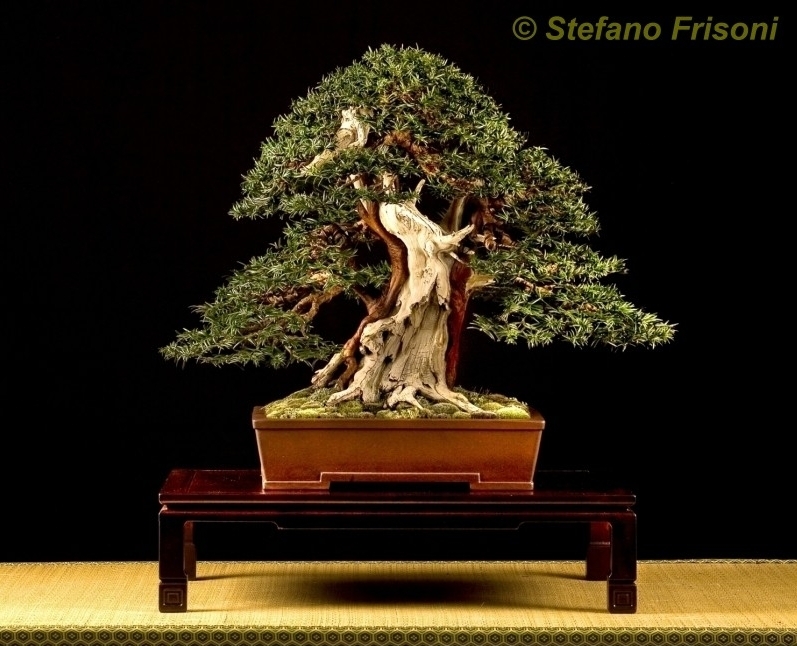 Taxus baccata Stefano Frisoni.jpg