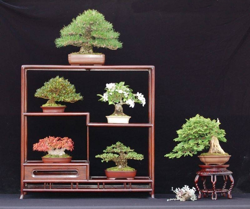 Shohin display Suthin Sukosolvisit.jpg