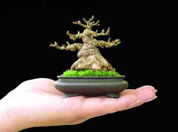 Willow Ficus Suthin Sukosolvisit.jpg