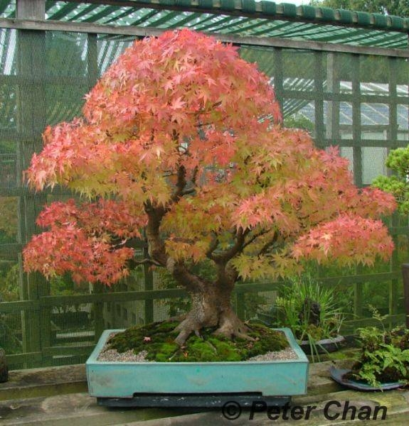 Acer palmatum Peter Chan.jpg