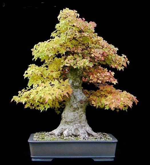 Acer buergerianum Wolfgang Putz.jpg