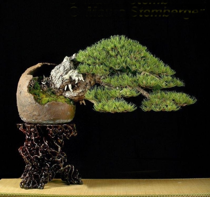 Pinus nigra Mauro Stemberger.jpg