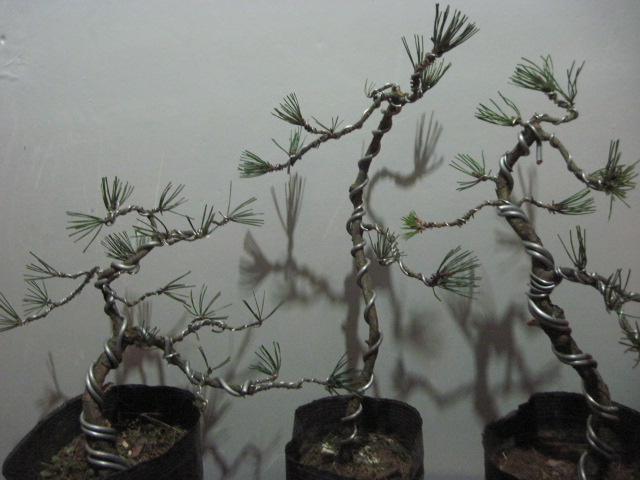 12-16 004.jpg