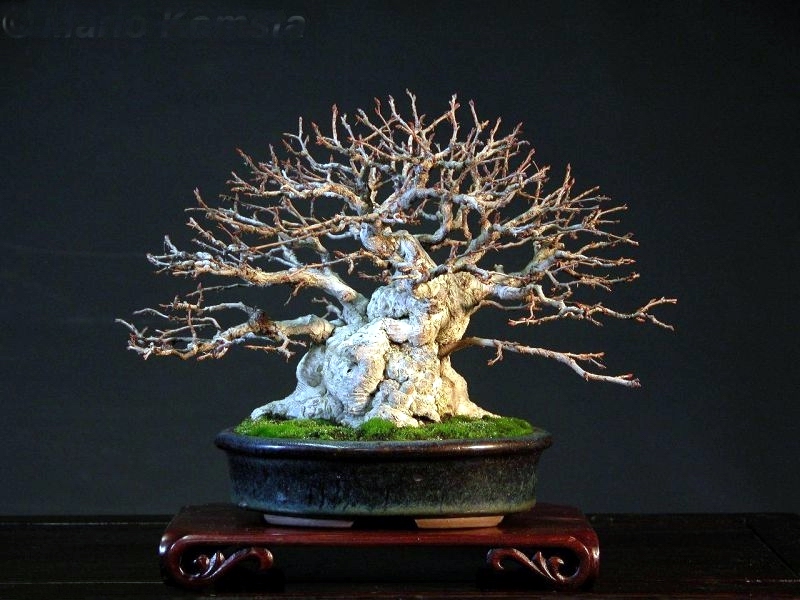 Carpinus coreana shohin Mario Komsta.jpg