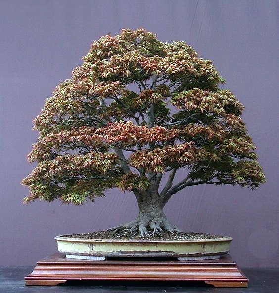 Acer palmatum Walter Pall.jpg