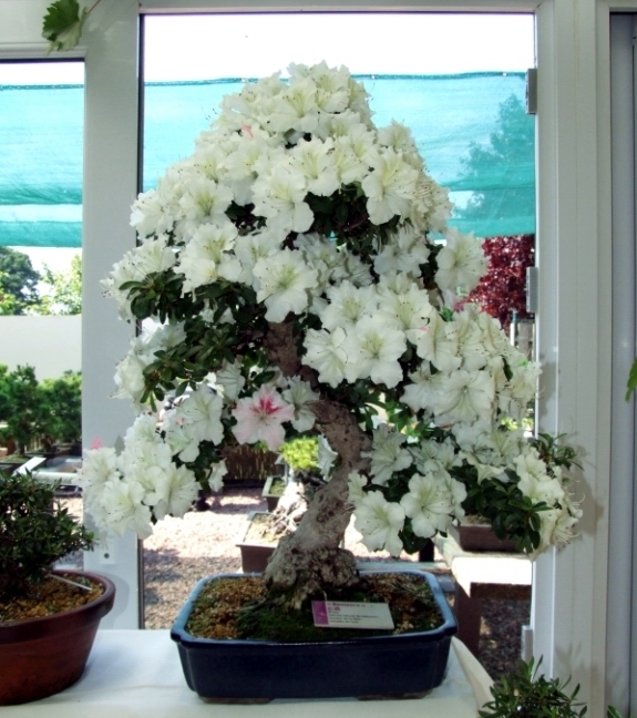 Bonsai Expo  \\'t VEERLE 04-06-2011 149.jpg