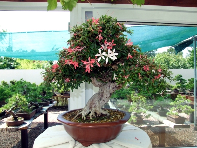 Bonsai Expo  \\'t VEERLE 04-06-2011 147.jpg